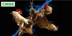 Nguồn gốc và sức hấp dẫn của đá gà online